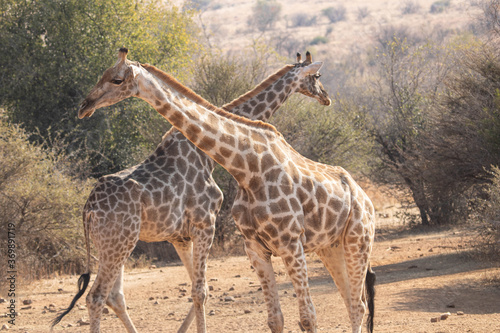 Closeup of two Cape Giraffe cows  standing in a clearing  during the dry season.