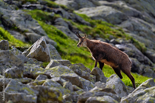 Chamois, Rupicapra rupicapra tatranica, on the rocky hill, stone in background, Vysoke Tatry NP, Slovakia. Wildlife scene with horn animal, endemic rare Chamois. Forest landscape with animal.