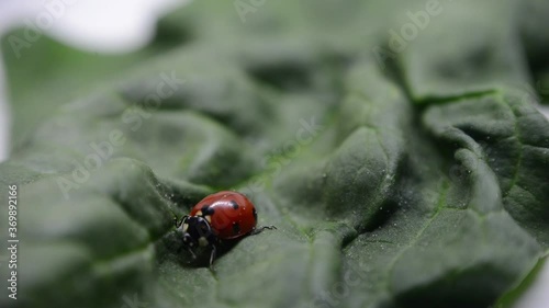 ladybug on a white background