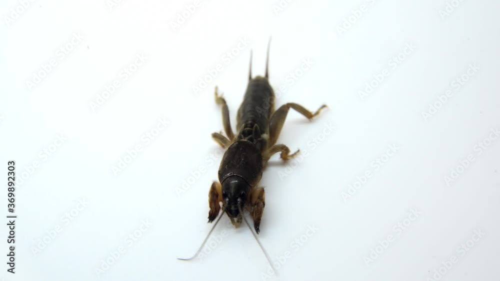 cockroach on white background