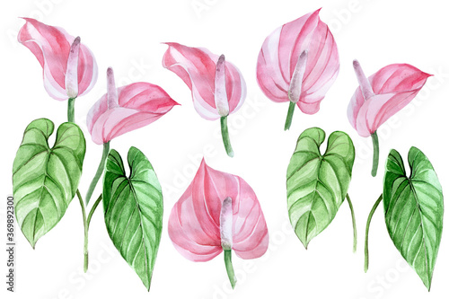 watercolor drawing, set of tropical flowers and leaves of anthurium. tropical forest plants, pink flowers and leaves isolated on white background, collection. design element for fabric, wallpaper
