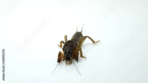 wasp on white