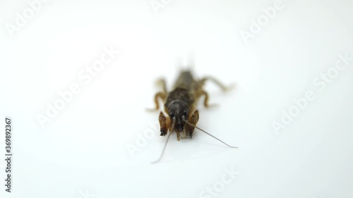wasp on white background
