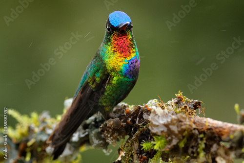 Glossy shiny tinny bird. Fiery-throated Hummingbird, Panterpe insignis, colourful bird sitting on branch. Mountain bright animal from Costa Rica. Red bright bird in the tropic forest.