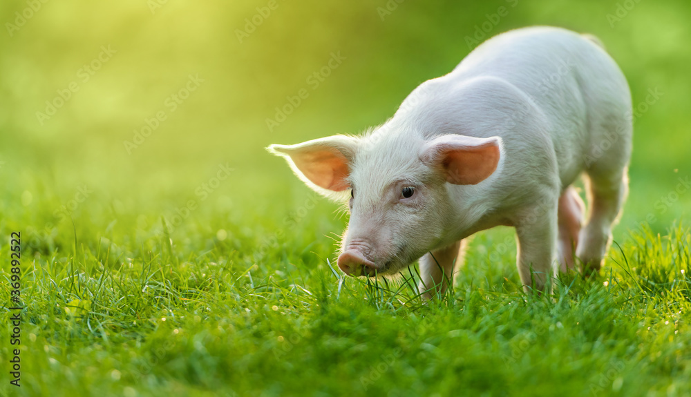 funny young pig is standing on the green grass. Happy piglet on the meadow. funny young pig is standing on the green grass. Happy piglet on the meadow.