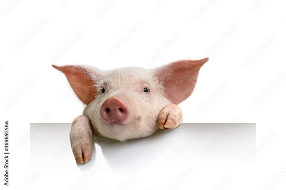 pig hanging its paws over a white banner - obrazy, fototapety, plakaty 