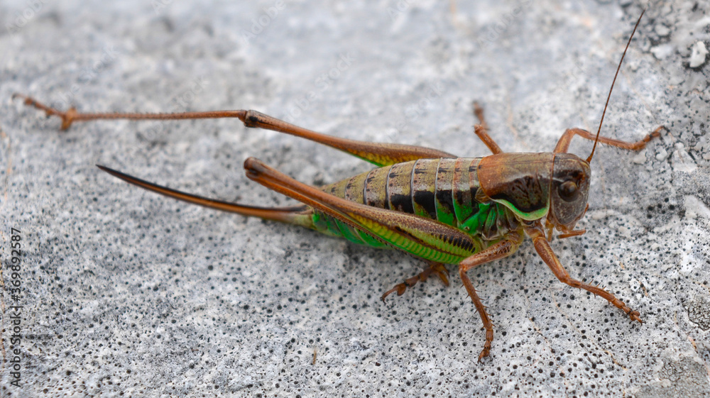 Fototapeta premium Grasshopper close up