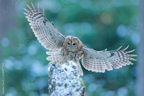 Flying owl in the snowy forest. Action scene with Eurasian Tawny Owl, Strix aluco, with nice snowy blurred forest in background.