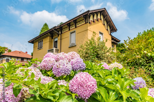 Hydrangea macrophylla flowers at the Crespi d Adda  a UNESCO World Heritage site  Italy.