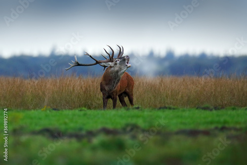 Red deer, rutting season, Hoge Veluwe, Netherlands. Deer stag, majestic powerful animal outside the wood, big animal in forest habitat. Wildlife scene, nature. Moorland, autumn animal behavior. photo
