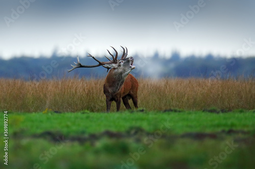 Red deer, rutting season, Hoge Veluwe, Netherlands. Deer stag, majestic powerful animal outside the wood, big animal in forest habitat. Wildlife scene, nature. Moorland, autumn animal behavior.