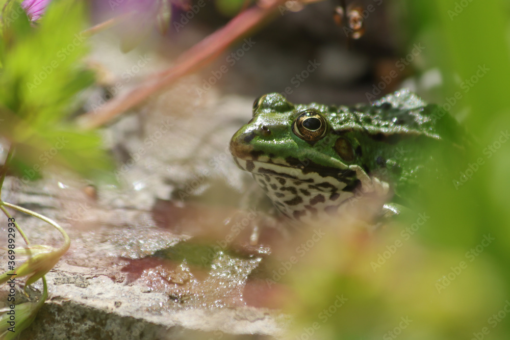 Obraz premium Teichfrosch