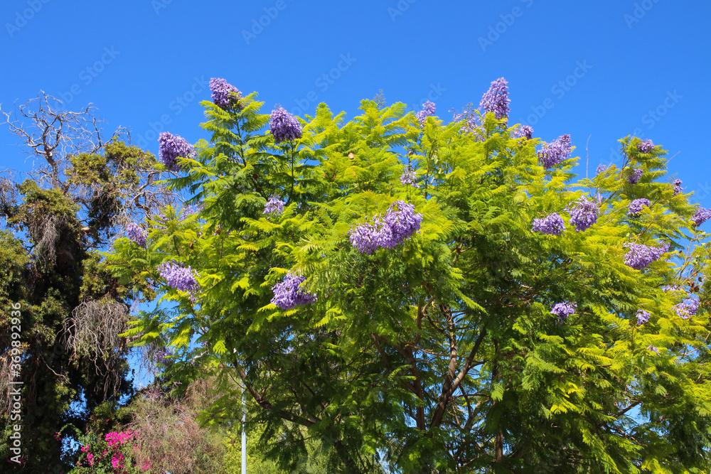 Fototapeta premium A Bush with delicate lilac flowers on the street of Kyrenia against a bright blue sky. Cyprus.