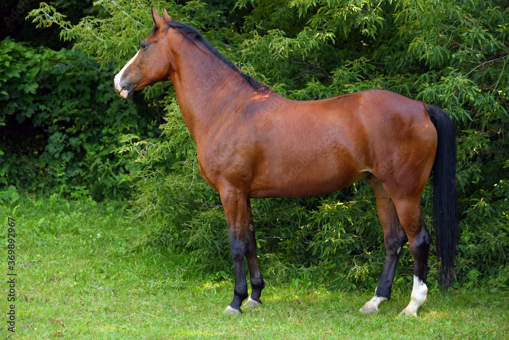 Brown sportive horse into forest ranch in summer evening Brown sportive horse into forest ranch in summer evening