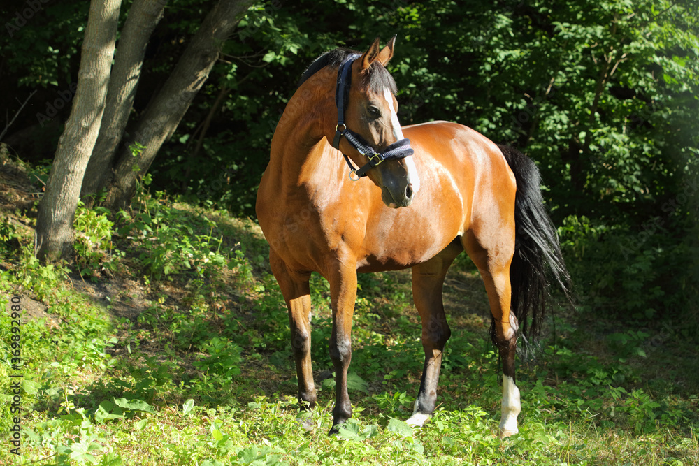 Fototapeta premium Brown sportive horse into forest ranch in summer evening 