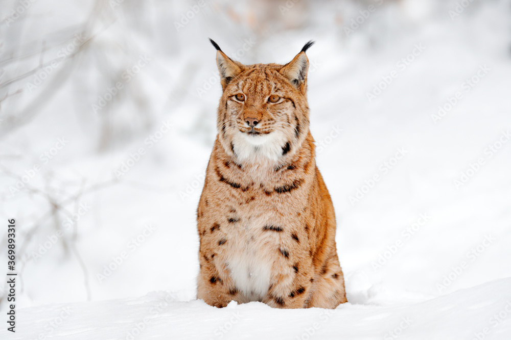 Fototapeta premium Lynx walking, wild cat in the forest with snow. Wildlife scene from winter nature. Cute big cat in habitat, cold condition. Snowy forest with beautiful animal wild lynx, Germany.