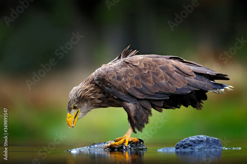 White-tailed Eagle, Haliaeetus albicilla, flying above the water, bird of prey with forest in background, animal in the nature habitat, wildlife, Norway. Eagle in water lake, drops splash - big wings.