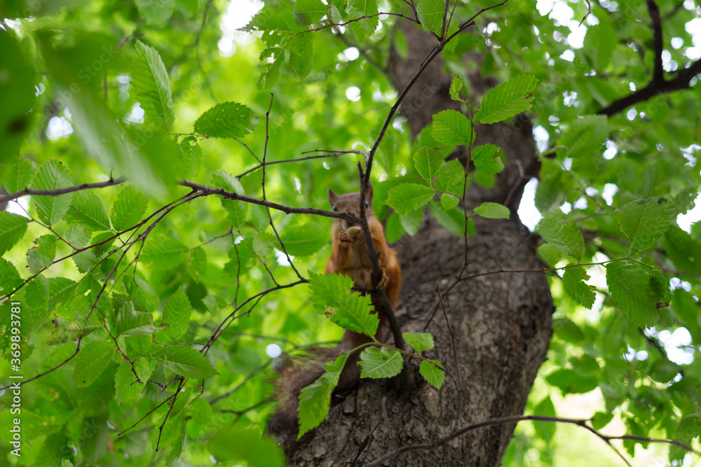 A red squirrel sits on a branch among leaves with a nut in its teeth.