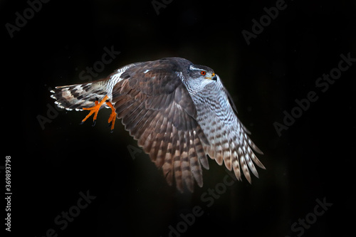 Goshawk flight, Germany. Northern Goshawk landing on spruce tree during winter with snow. Wildlife scene from winter nature. Bird of prey in the forest habitat.