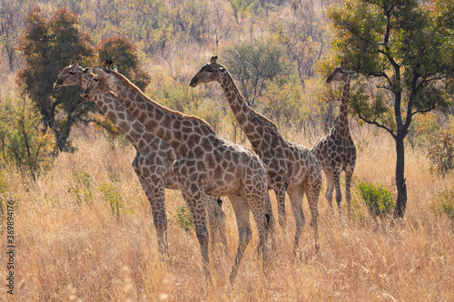 A herd of giraffe cows resting during midday in the bushveld.