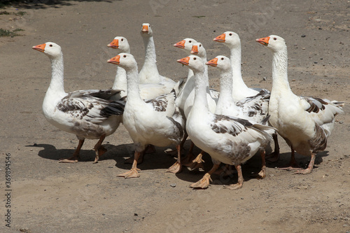 Fototapet Geese cross the road in the summer in the village