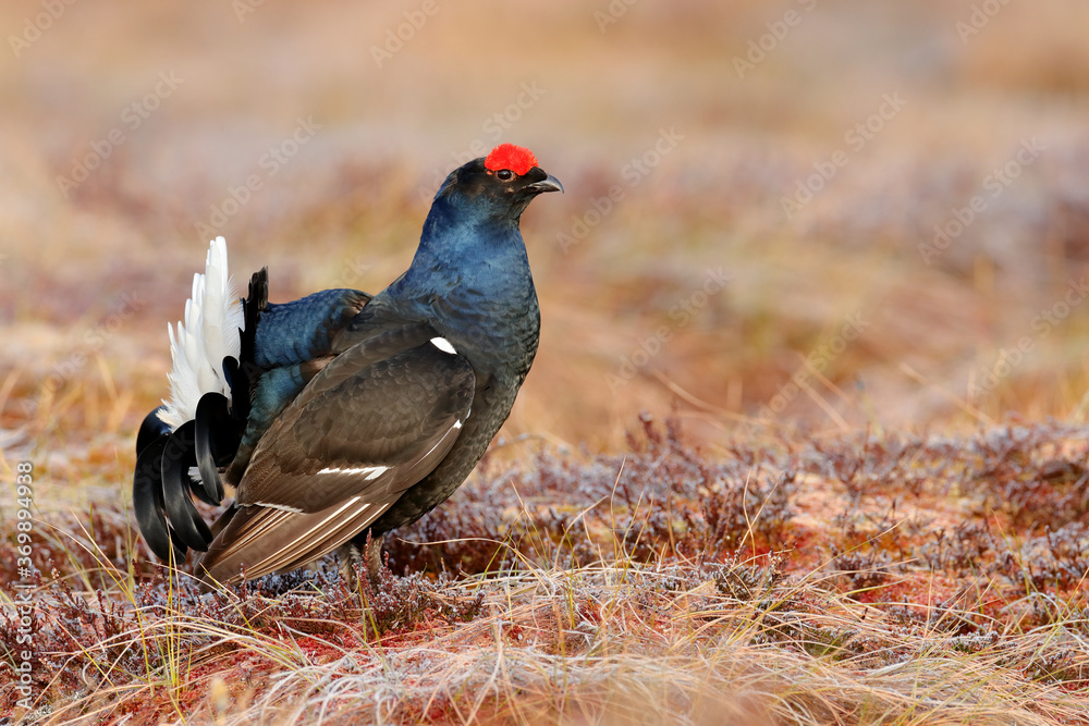 Obraz premium Sweden wildlife. Black grouse on the pine tree. Nice bird Grouse, Tetrao tetrix, in marshland, Polalnd. Spring mating season in the nature. Wildlife scene from north Europe. Black bird with red crest