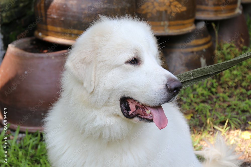 close up White Dog's face close up White Dog's face
