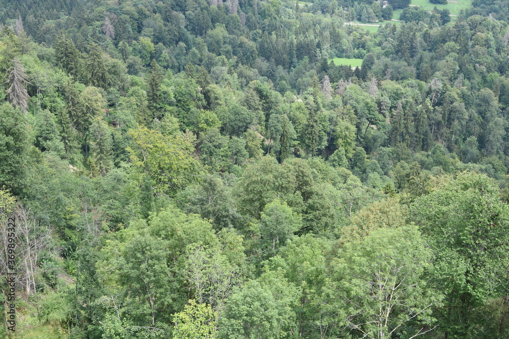 Bird's eye view on mixed green forest from Uto Kulm or Uetliberg mountain in Switzerland during sunny summer day, 