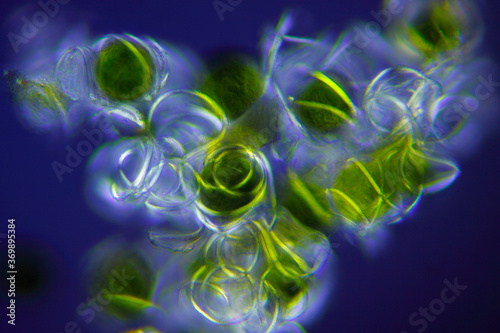 Microscopic view of a Horsetail (Equisetum arvense) spores with elaters. Polarized light with crossed polarizers.