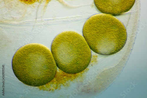 Microscopic view of a water flea parthenogenetic eggs inside shell (carapace). Brightfield illumination with contrast modulation. photo