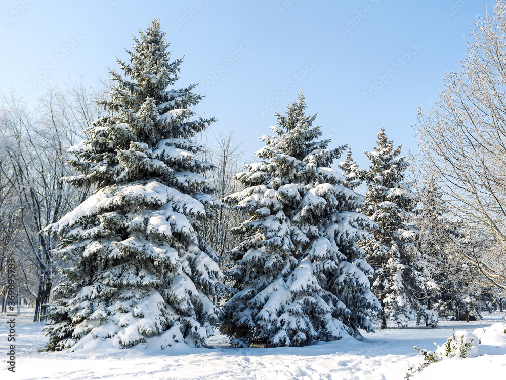 Fototapeta premium Pine tree covered with snow. Toning Winter landscape