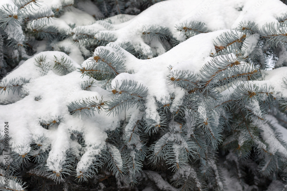 Pine tree covered with snow. Toning Winter landscape