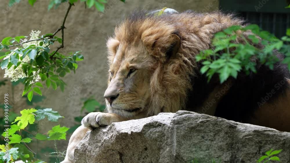 The lion, Panthera leo is one of the four big cats in the genus Panthera and a member of the family Felidae. The lion, Panthera leo is one of the four big cats in the genus Panthera and a member of the family Felidae.