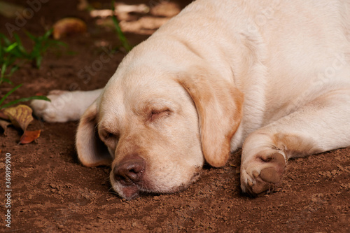 Cute labrador dog sleeping