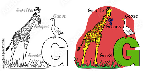 English alphabet coloring book for children. Letter G for Giraffe, Goose, Grapes. Vector illustration.