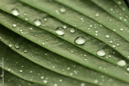 Drops of transparent rain water on a green leaf macro.Beautiful leaf texture in nature. Top view
