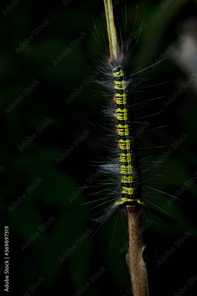 Fototapeta premium caterpillar fur with black and green stripes and white fur