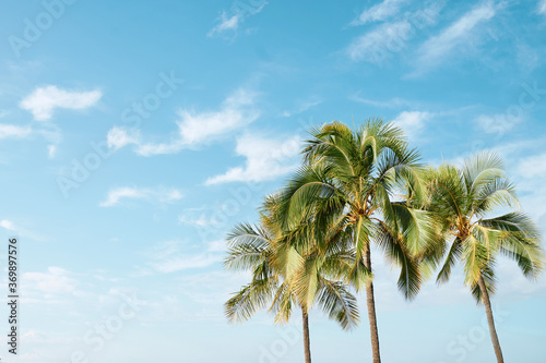 ハワイ・ワイキキビーチのヤシの木と空