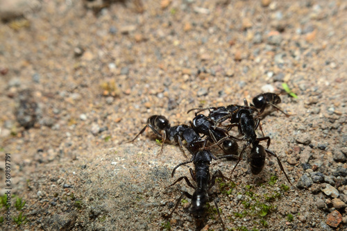 Black garden ant activity. Also known as the common black ant. These insects usually live in colonies.  © adityajati