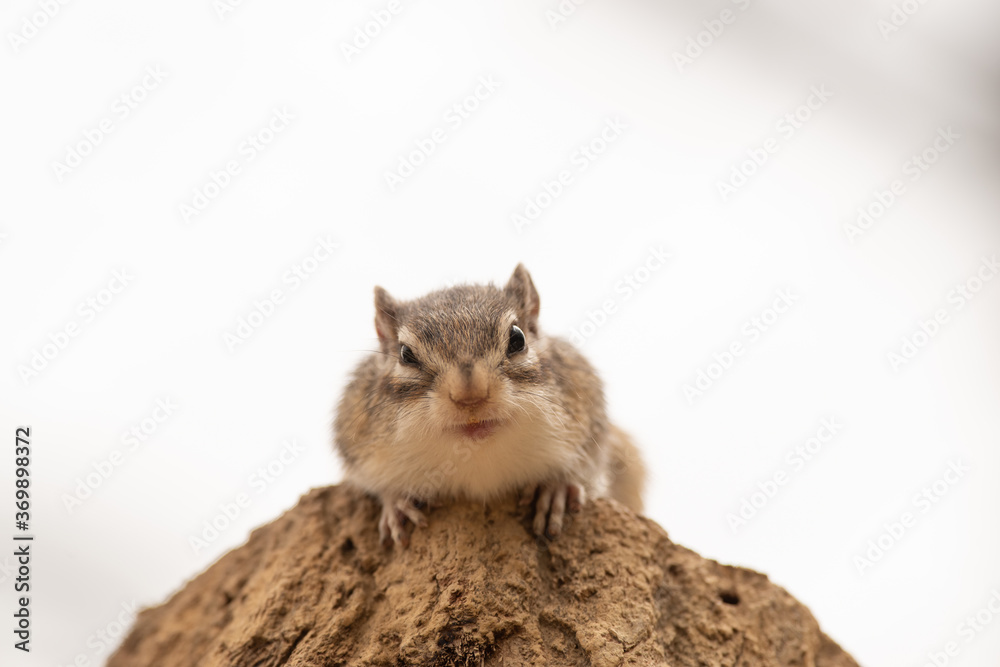 Obraz premium カメラ目線のシマリス