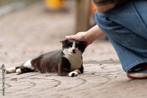 野良猫と出会う 黒白猫