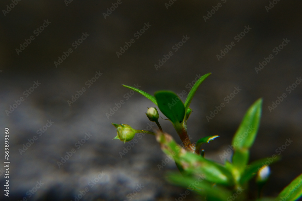 new tree shoots grow and are ready to become mature trees