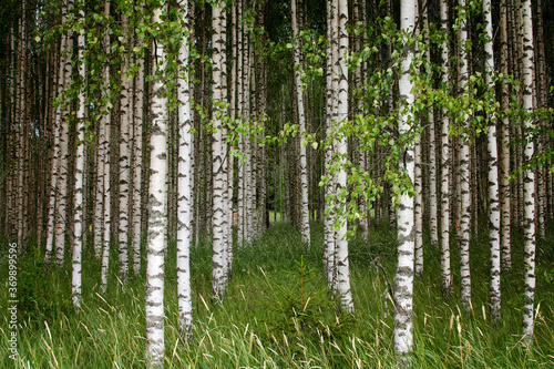 Birch trees in a row
