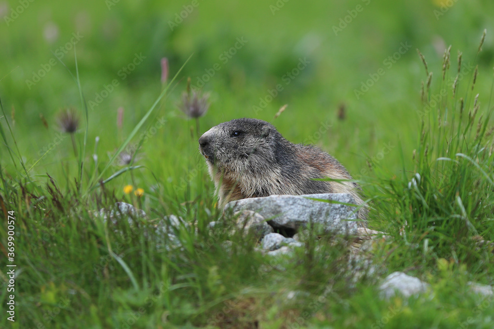 Close-up of young Marmot (marmota marmota) on beautiful alpine meadow