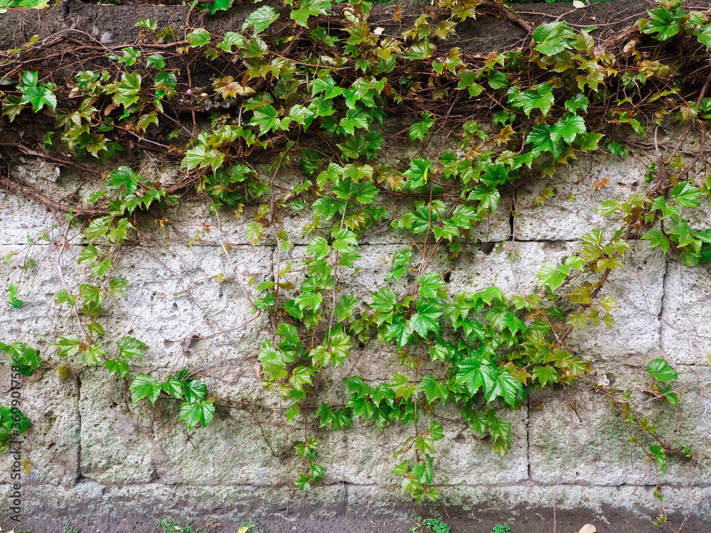 Leaves climbing on grunge surface. Green Creeper Plant growing on old brick wall. Leaves climbing on grunge surface. Green Creeper Plant growing on old brick wall.