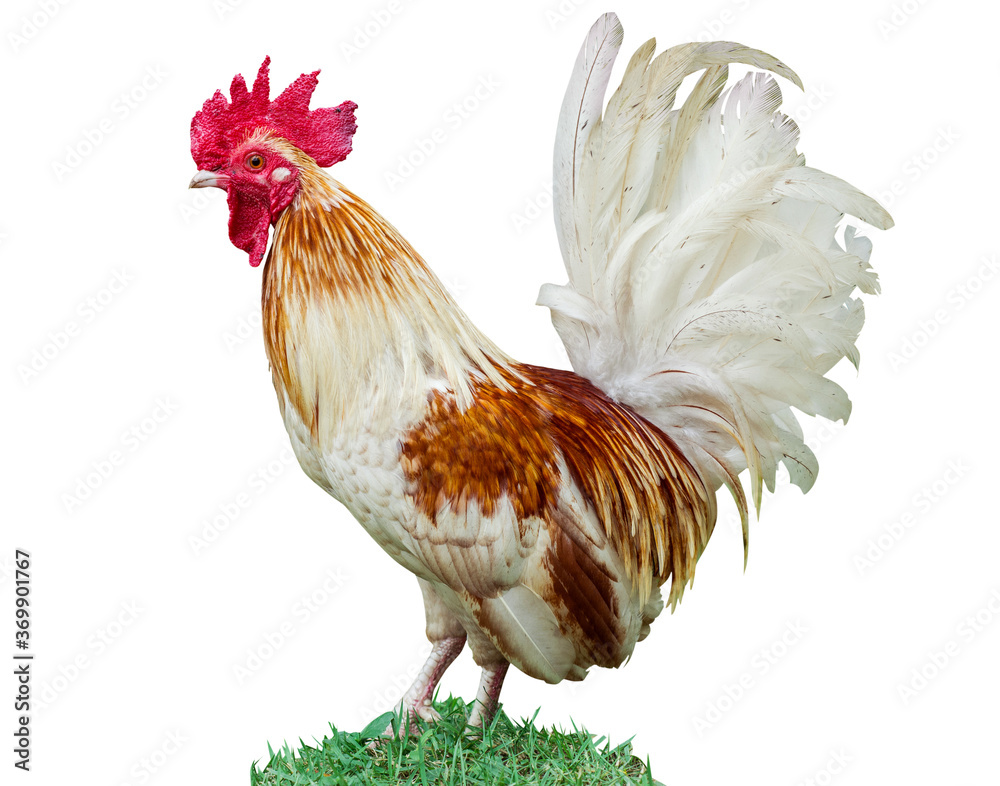 Rooster, chicken bantam stand on grass isolate white background. Stock