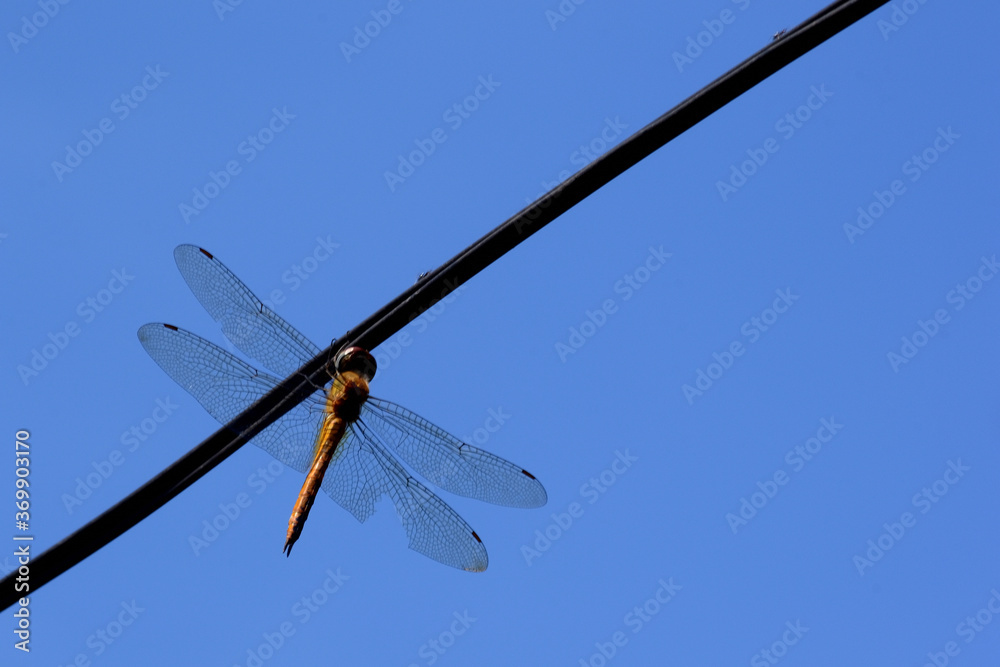 Dragonfly perched on a cable to rest its wings Dragonfly perched on a cable to rest its wings
