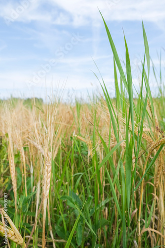  Beautiful nature. Rural landscape in bright sunlight. Wheat field ripening background. The concept of a rich harvest.