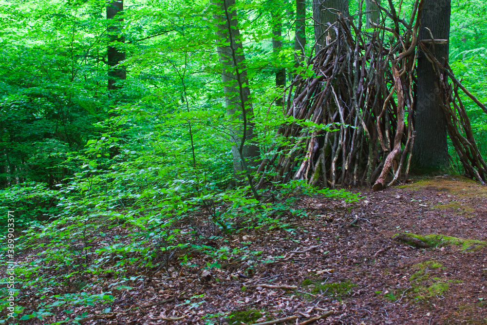 Obraz premium Natural shelter in the forest