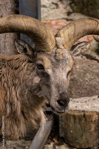 mountain RAM with horns brown © Magneya Photography